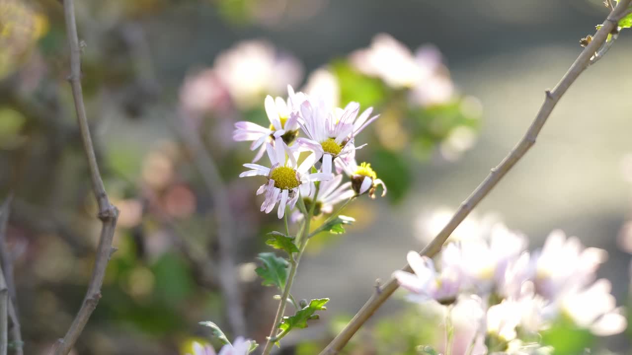 Dreamy Low Contrast Chrysanthemums During Sunset