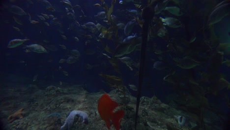 Hermosas-Escenas-Submarinas-Alrededor-De-Un-Arrecife-De-Coral-1