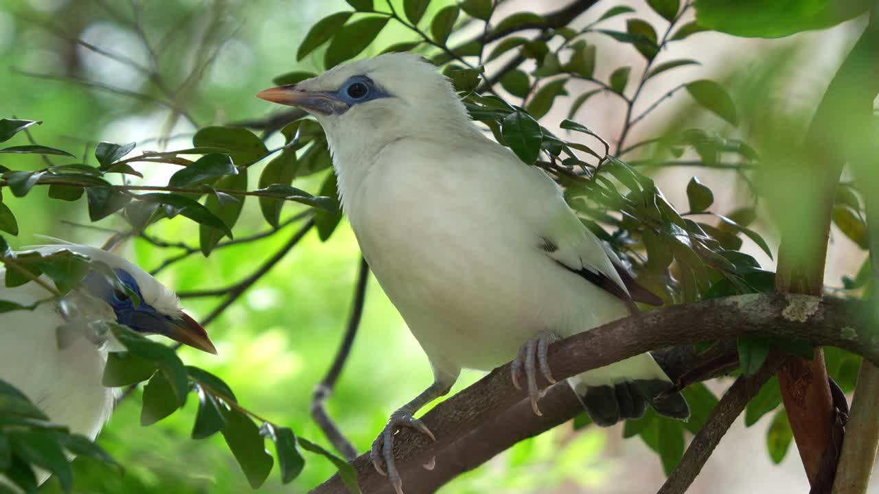 una foto de cerca de un bali myna, leucopsar rothschildi, encaramado en una rama de árbol debajo de un dosel de hojas con su pico agape mientras mira a su pareja, una especie de ave en peligro crítico de extinción