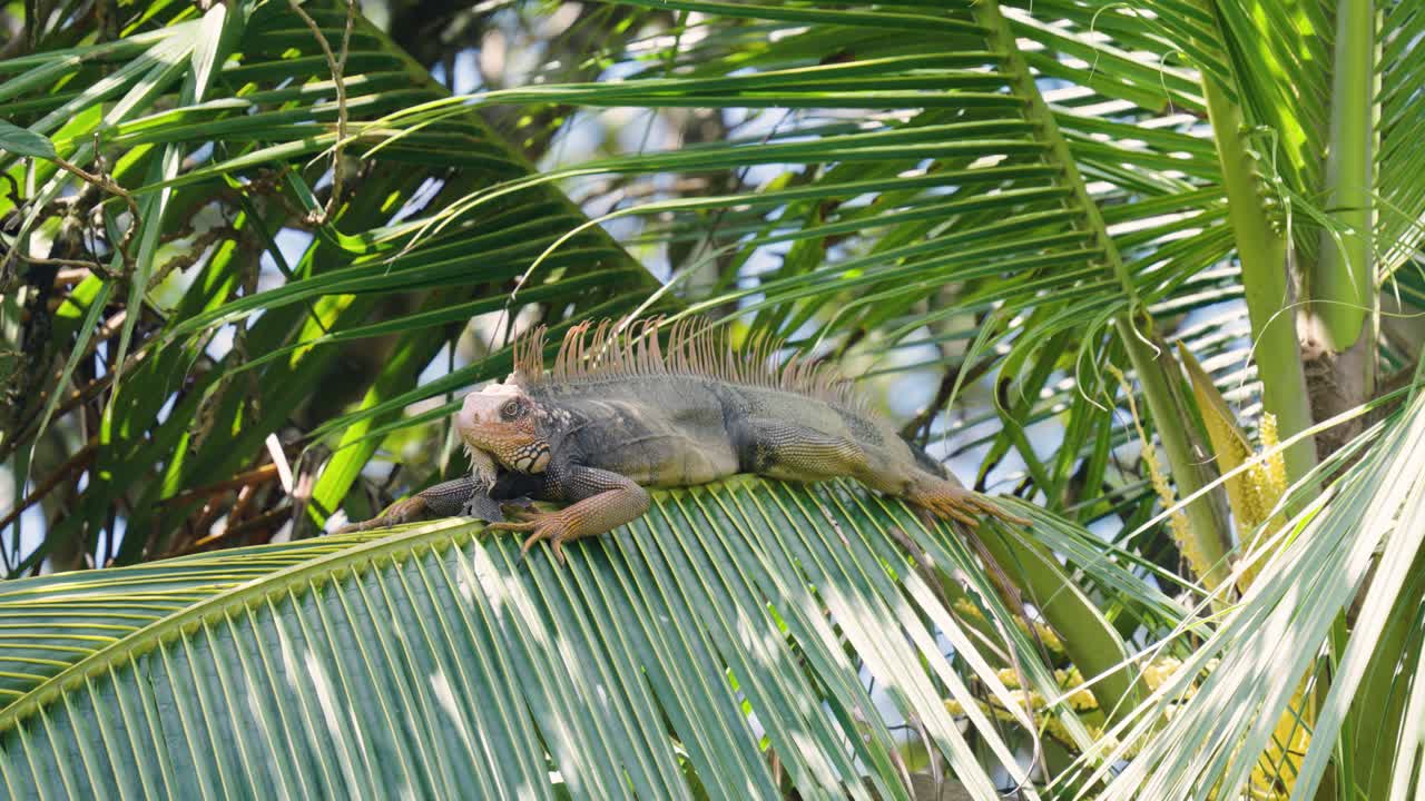 Grande iguana verde che si crogiola su una foglia di palma nella natura tropicale