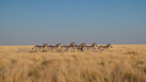 zebras running across the savanna