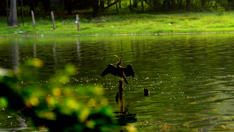 cormorán indio descansando en la madera en el lago