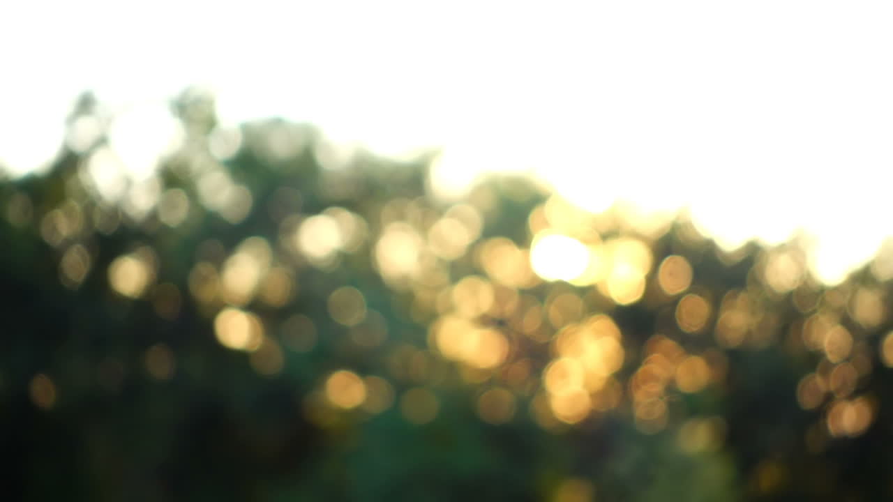 Tramonto e raggi del sole attraverso gli alberi. Fuori fuoco. Riprese in movimento.