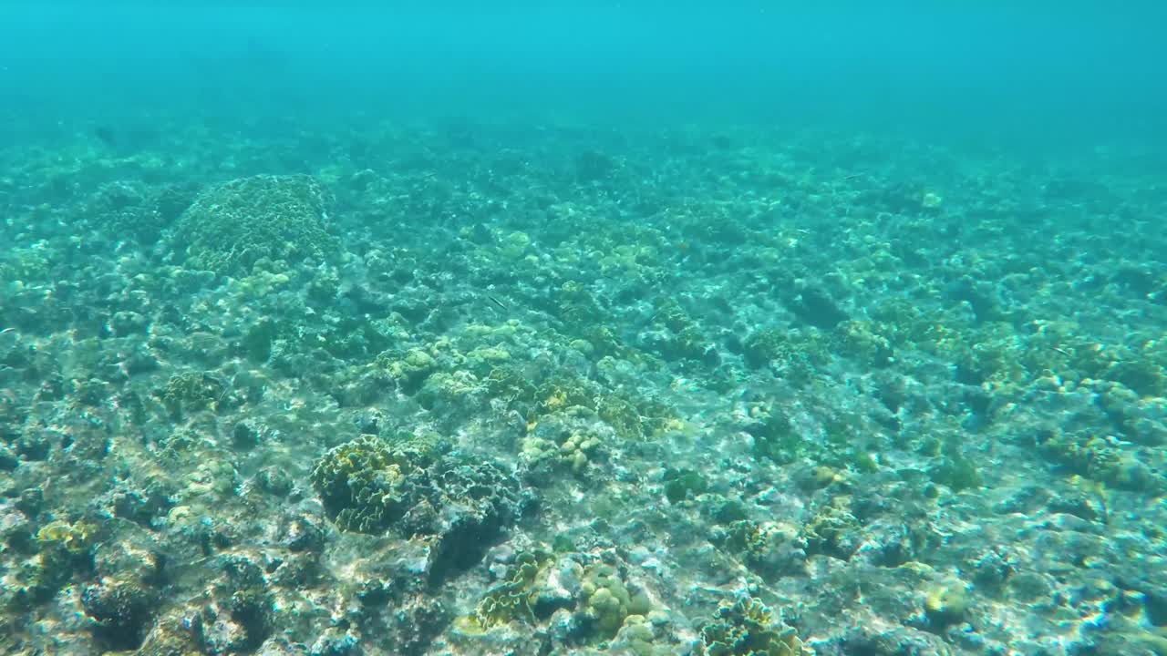 arrecifes de coral bajo aguas turquesas con sombra de tiburón en el fondo