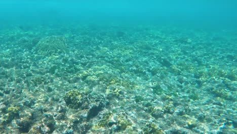 coral reefs under turquoise water with shark shadow in the background