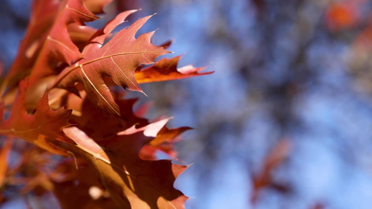 primer plano de las hojas de arce rojo en otoño