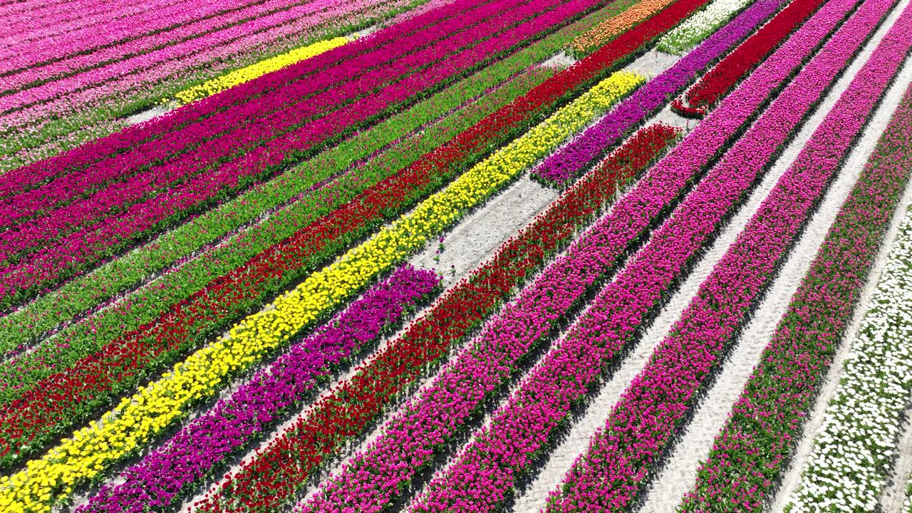 spring flower fields, multi color rows of flowers. Agricultural fields. Aerial drone video.