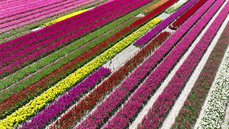 spring flower fields, multi color rows of flowers. agricultural fields. aerial drone video.