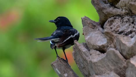 Das-Orientalische-Elsternrotkehlchen-Ist-Ein-In-Thailand-Sehr-Verbreiteter-Sperlingsvogel,-In-Dem-Er-überall-Zu-Sehen-Ist