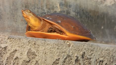 tortuga de estanque en el área del estanque