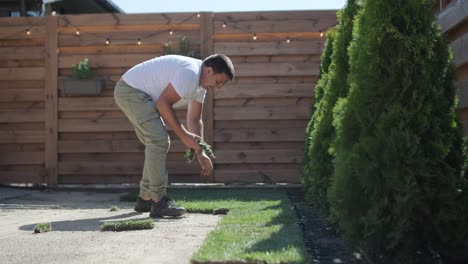 roll of new natural grass turf installed by professional gardener. landscaping industry.