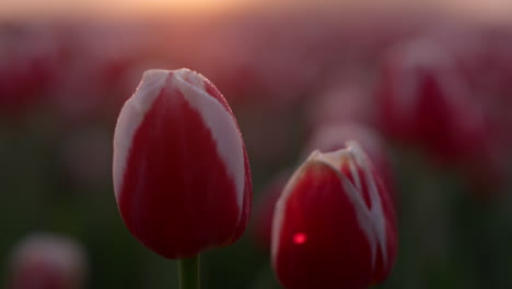 closeup flower bud in dew drops in sunrise fog. macro shot tulip in sunset light