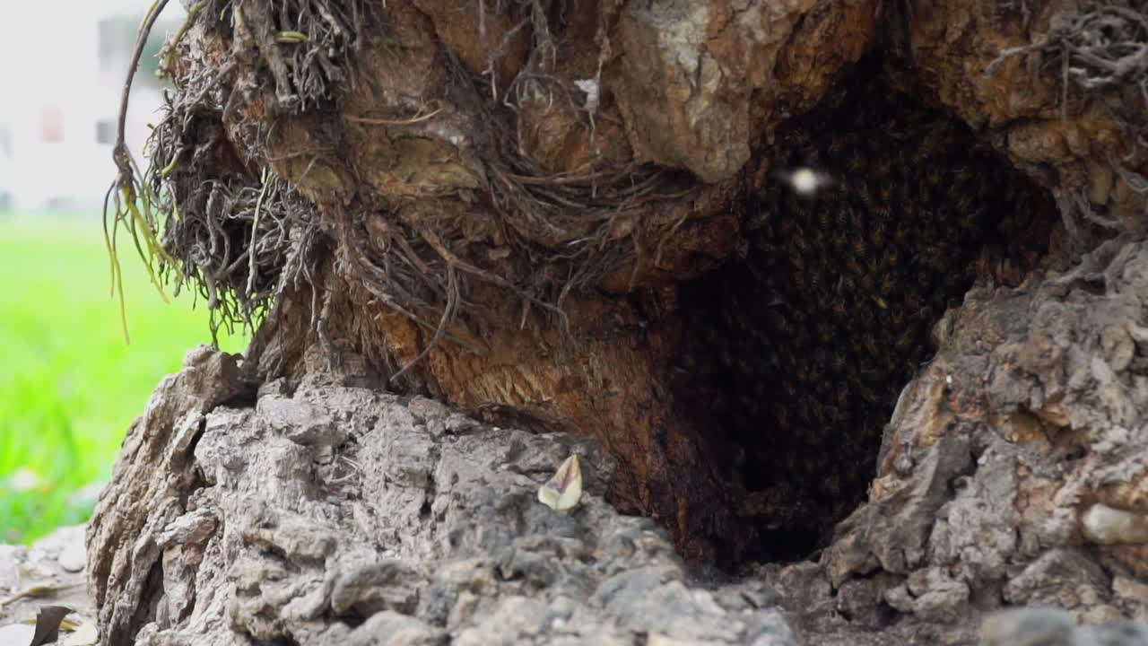 abejas volando dentro y fuera del nido en un árbol con polen a cámara lenta 120fps