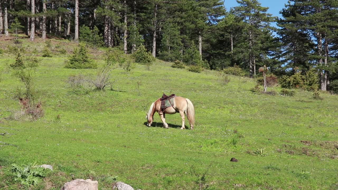 el caballo está comiendo hierba fresca en el prado verde, en las colinas del campo