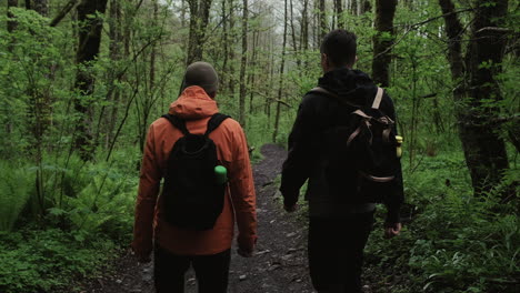 hikers in a forest