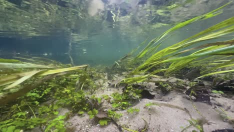 aquatic plants on the bottom of small creek in saaremaa. estonia.