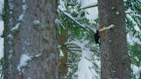 a black woodpecker is pecking a hole in the distance of a snowy alpine forest