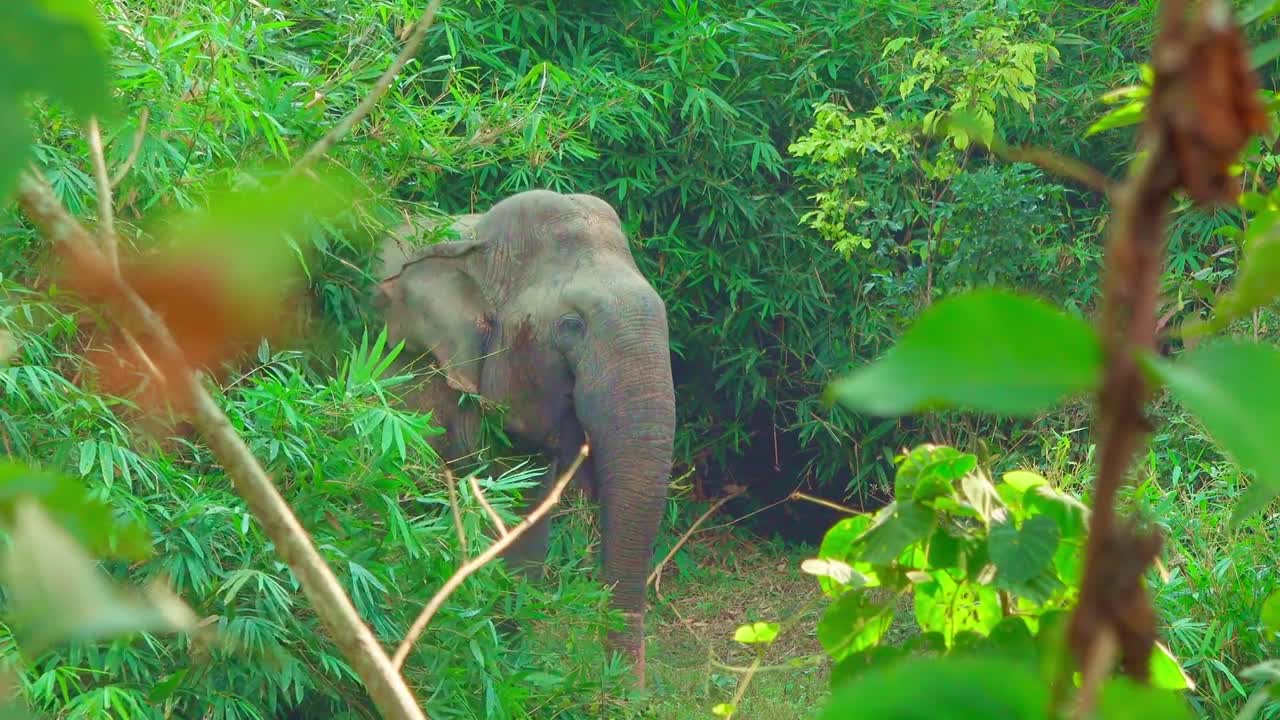 Elephant partially hidden in vibrant green tropical plants and trees, stepping out from dense foliage in lush forest, showcasing wildlife and nature in Khao Yai, Thailand
