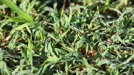 close-up of dew-covered grass shimmering in light