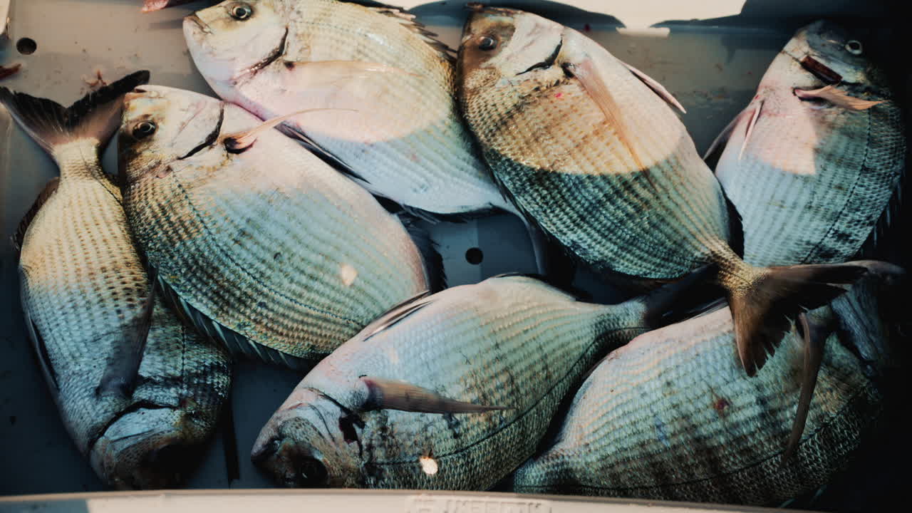 Freshly caught fish displayed in colorful plastic crates at a local market