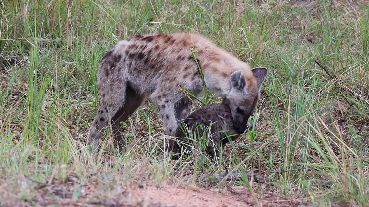 Cute interaction as mother hyena and cub playfully bite each other