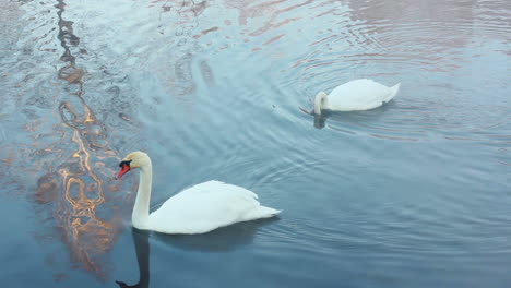 White-swans-on-water.-Birds-couple.-Winter-landscape.-Snow-covered-riverbank