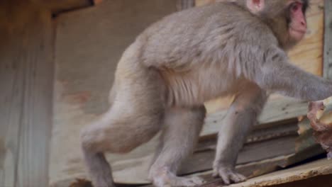 mono de nieve macaco japonés