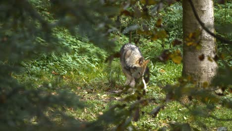 wolf is eating in the woods of switzerland