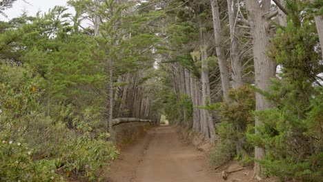 sendero icónico rodeado de árboles forestales en la isla de tenerife, inclinado hacia abajo
