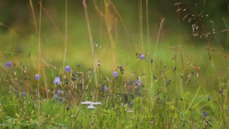 flowers, weeds, and grass on the lush green summer meadow