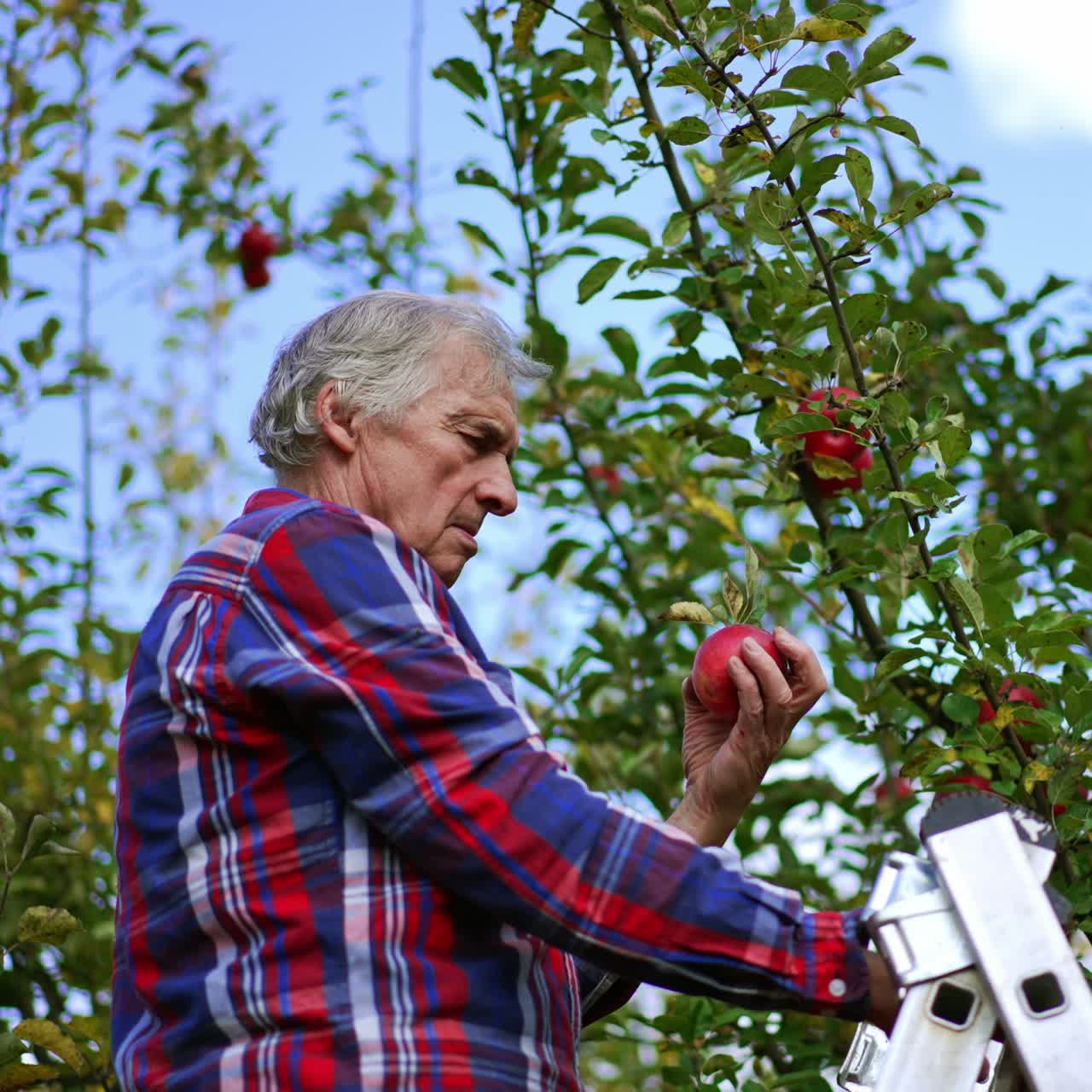 Man in checkered shirt picks ripe red apples from the top branches. Harvest season at the farm