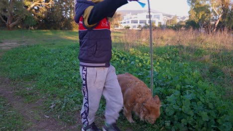 Lindo-Niño-Caucásico,-Lleva-A-Su-Perro-Mascota-A-Dar-Un-Paseo-Con-Una-Correa-En-Los-Campos