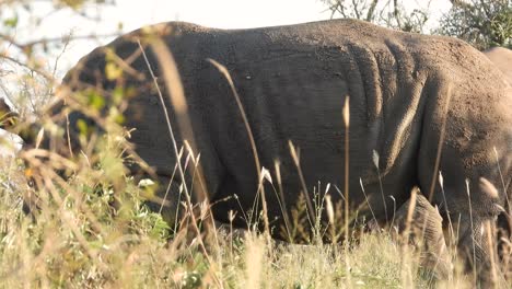 Sartén-Mediana-De-Rinoceronte-Pastando-En-El-Parque-Nacional-Kruger,-Sudáfrica