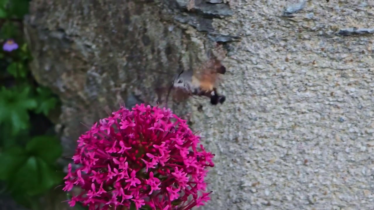 Close-up of a hummingbird hawk moth hovering while feeding on pink flowers.