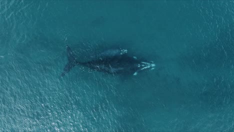 Ballenas-Madre-Y-Bebé-Subiendo-Por-Aire,-Antena