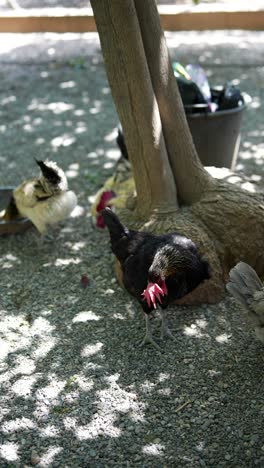 chickens under a tree