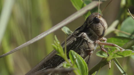 head and upper part of locust sitting on a blade of grass, close-up shot