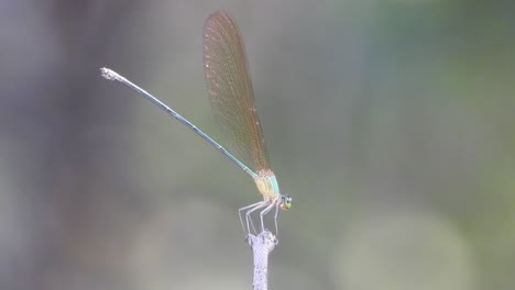 libélula en el área del bosque.