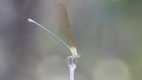 dragonfly in forest area .