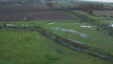 toma aérea del río stour, kent, reino unido con ovejas pastando en los campos inundados