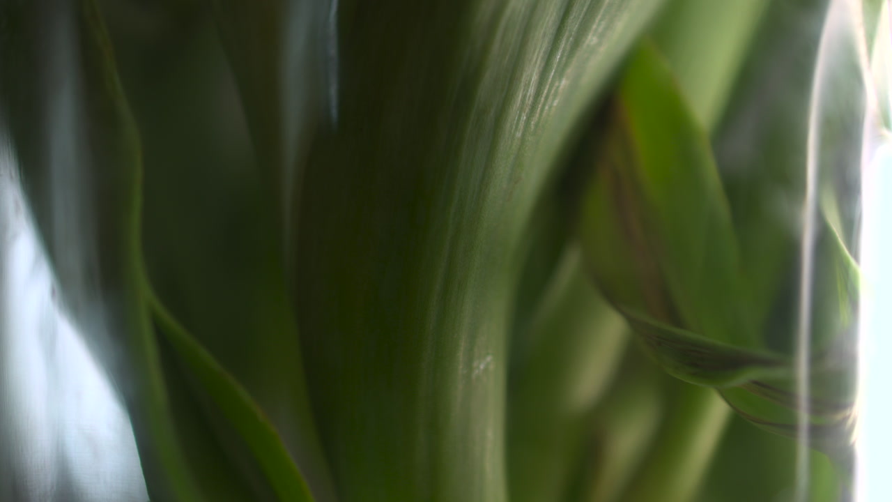 Close Up Swaying Green Leaves In Glass Vase, Gentle Breeze Causing Motion Blur And Layered Textures, Shafts . Media