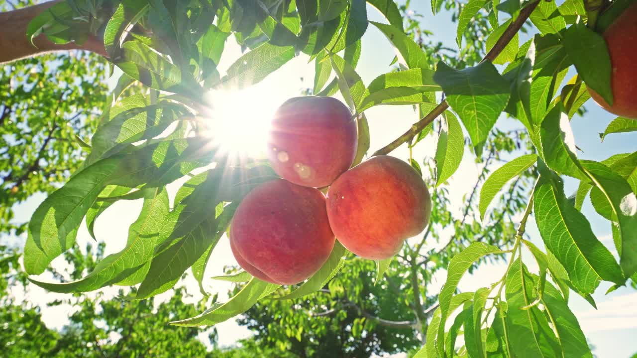 Big juicy peaches on the tree. Fabulous orchard. Fruits ripen in the sun