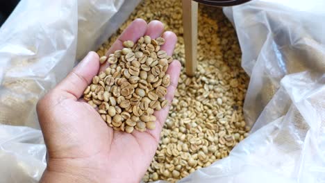 close up of green coffee beans in a hand