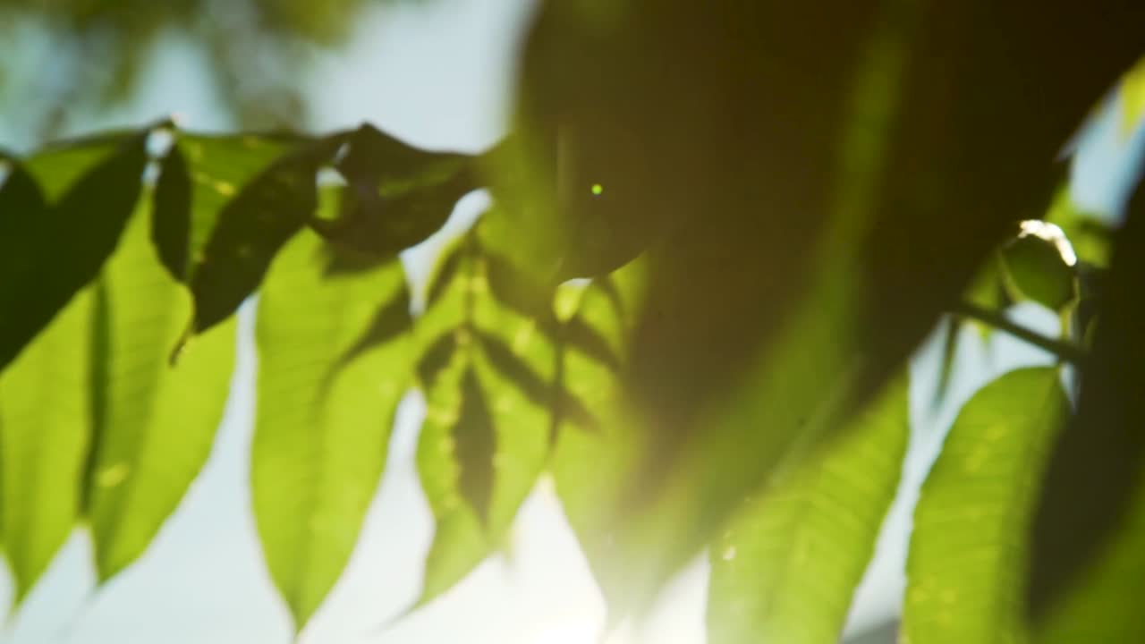 antecedentes naturales