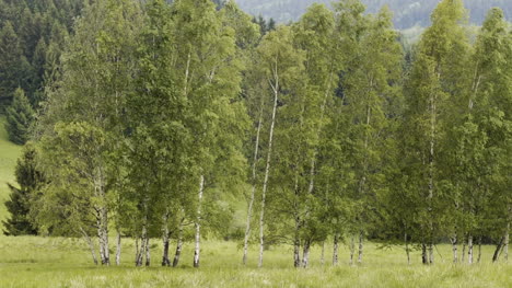 Tree-Branches-Blowing-In-Strong-Wind