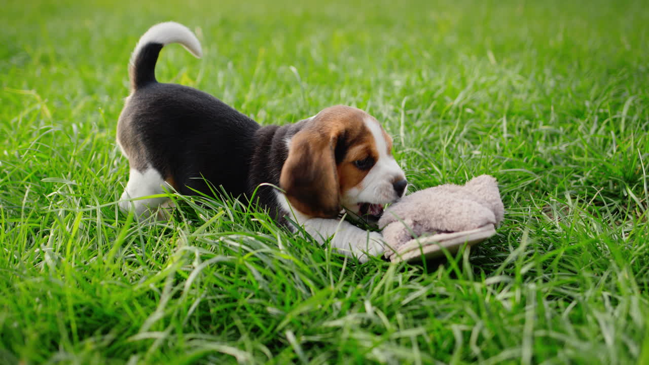 A funny beagle puppy gnaws on the owner's slippers. Playing with him on the lawn in the backyard of the house