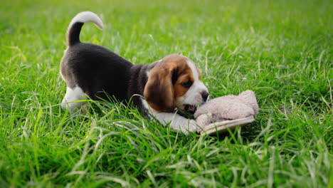 A-funny-beagle-puppy-gnaws-on-the-owner's-slippers.-Playing-with-him-on-the-lawn-in-the-backyard-of-the-house