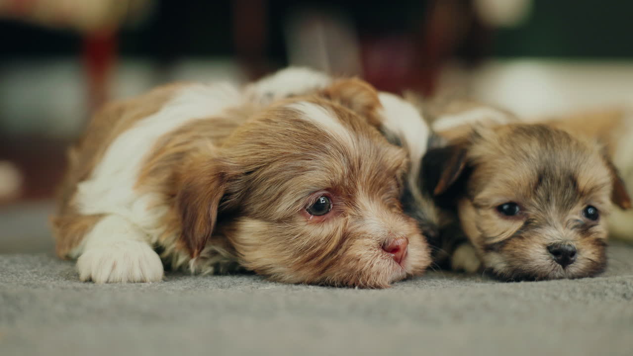 Due cuccioli adorabili sdraiati