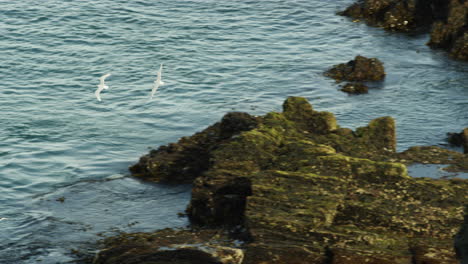 Birdseye-slow-motion-shot-of-two-gulls-flying-at-the-Snaefellsnes-area