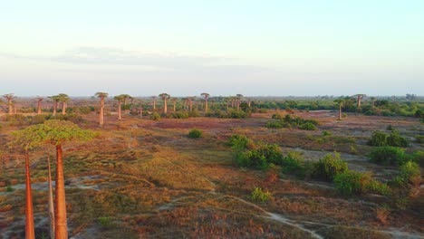 Beautiful-Baobab-trees-at-sunset-at-the-avenue-of-the-baobabs-in-Madagascar